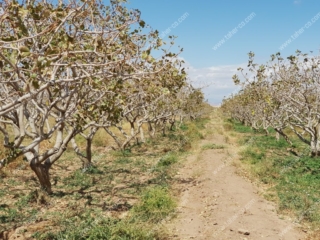2017-10-05-farm Taher's farm