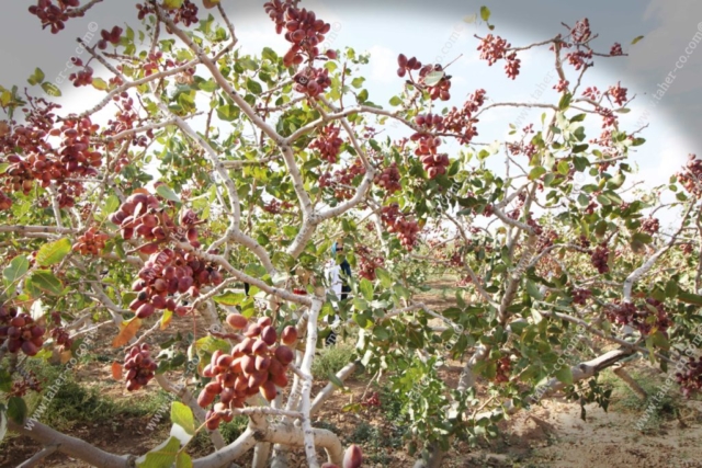 pistachio tree