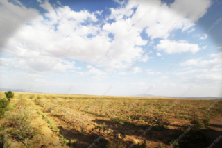 pistachio-farm2 pistachio farm