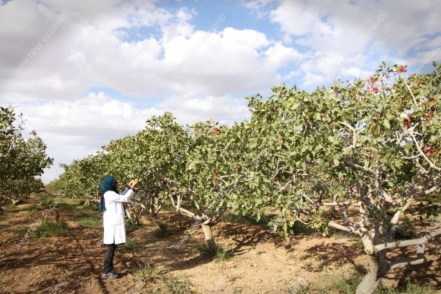 pistachio farm