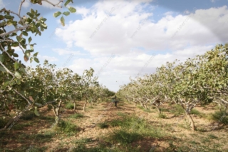 pistachio-farm4