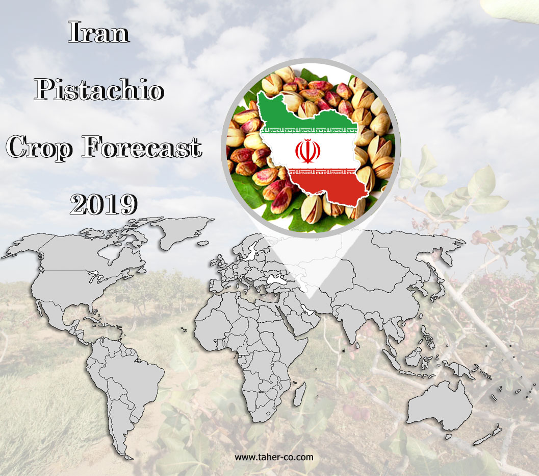 Iran Pistachio Crop Forecast -July 2019 post thumbnail