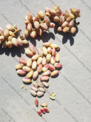 Iranian pistachio 10