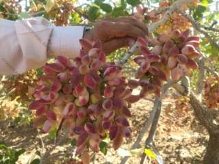 Iranian pistachio 11