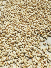 Iranian-pistachio-12