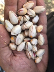 Iranian pistachio 2