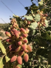 Iranian pistachio 3