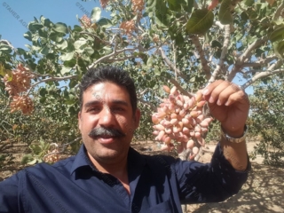 Iranian pistachio 4