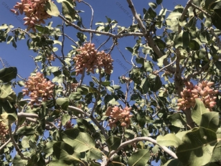Iranian pistachio 5