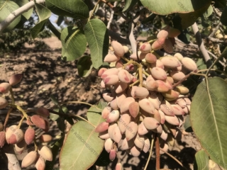 Iranian pistachio 7