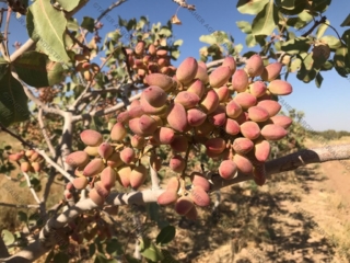 Iranian pistachio 8