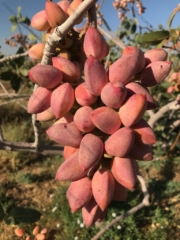 Iranian pistachio 9