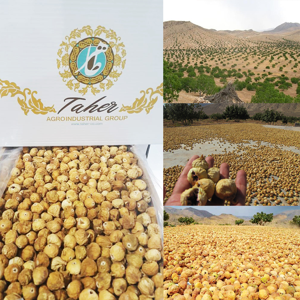 Dried Figs Harvest Started post thumbnail