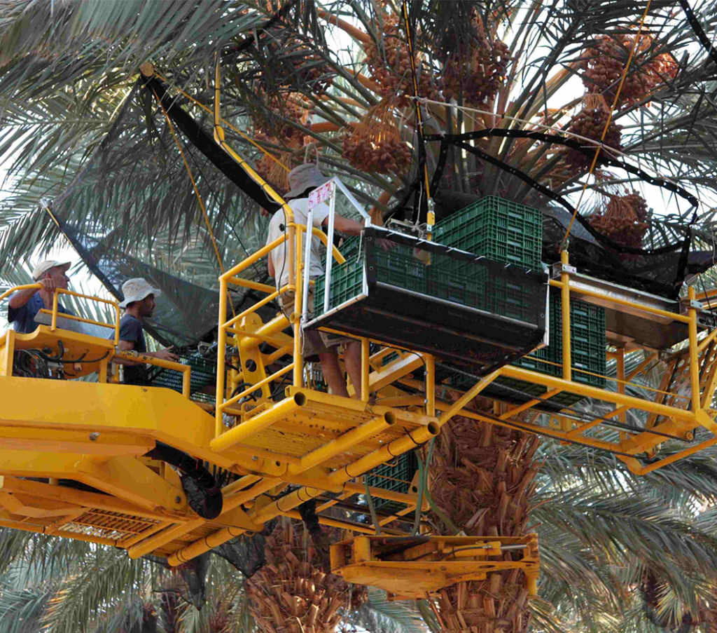 Mechanized-Harvest-Dates-Fruit-2