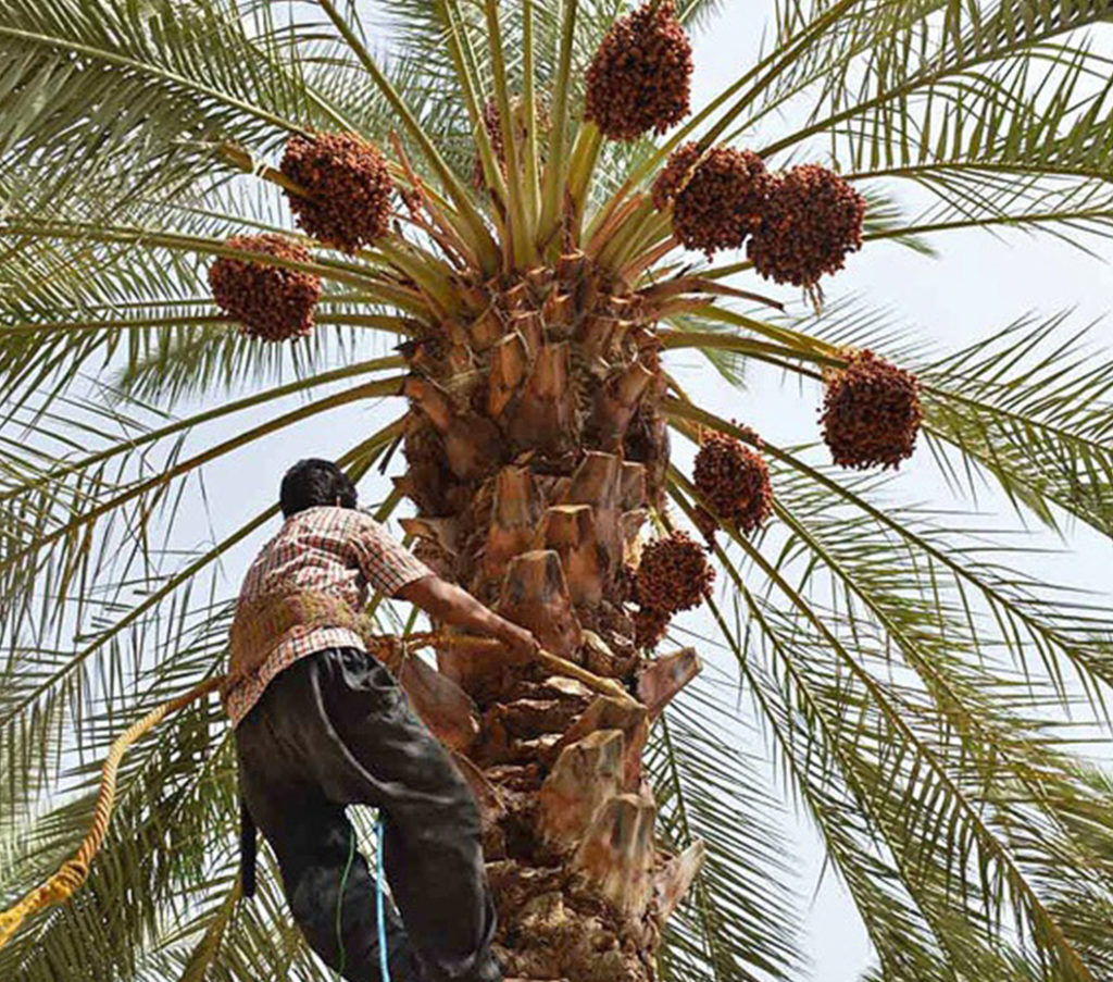 traditional harvest of dates fruit-2