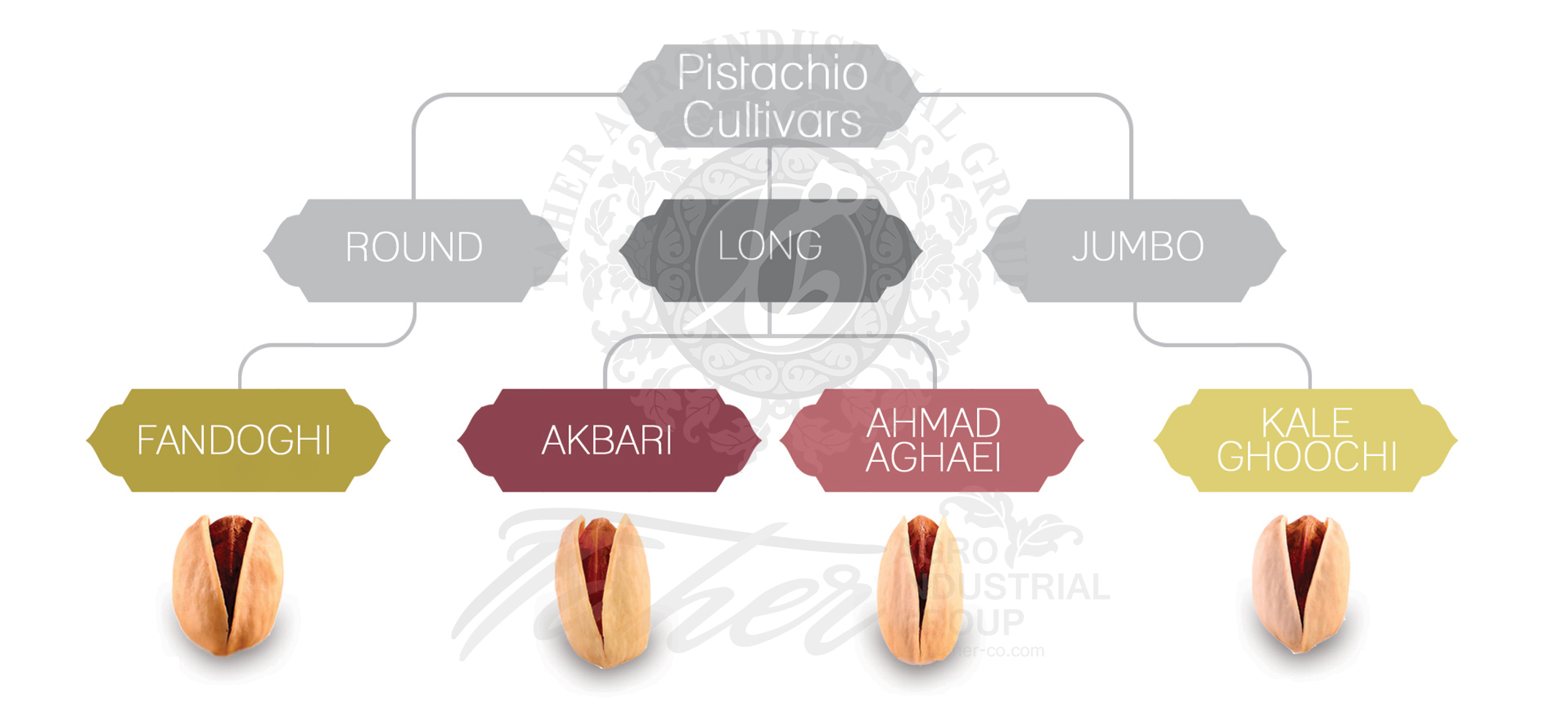 types of Iranian Pistachio