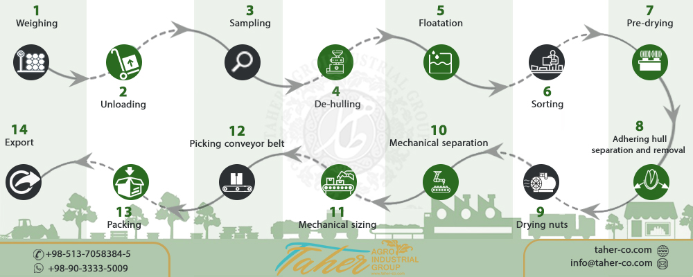 pistachios processing
