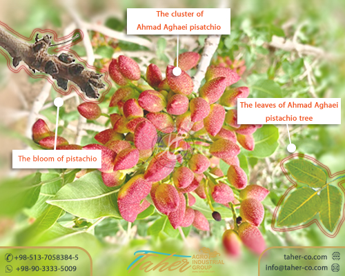 Ahmad Aghaei pistachio tree
