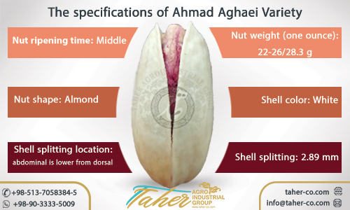 the specifications of Ahmad Aghaei variety