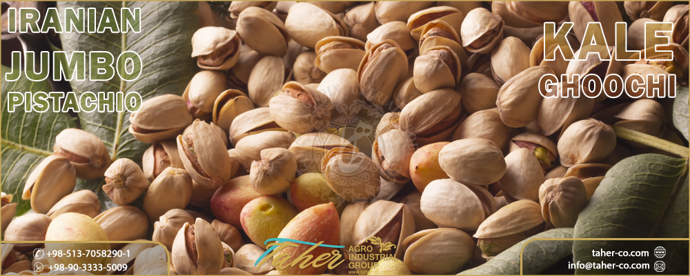 Kale Ghoochi Pistachio (Iranian jumbo pistachio)